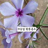 향이좋은가는잎후룩스/노지월동