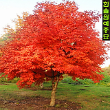 복자기(단풍나무) Acer triflorum