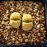 Lithops julii ssp. julii 'Peppermint Creme' 550315
