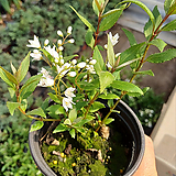 Deutzia parviflora Bunge /