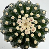 Notocactus ubelmannianus 