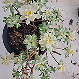 Aeonium domesticum fa Variegata 