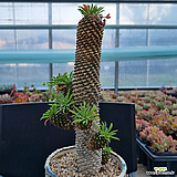Euphorbia hypogaea 
