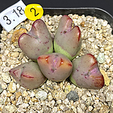 Conophytum bilobum '홍소수'-5두(코노피튬  빌로붐3.18)