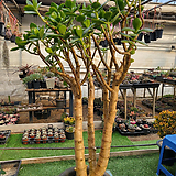 Crassula argentea f variegata老庄 
