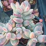 Cotyledon orbiculata cv variegated 93