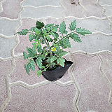 Solanum lycopersicum var. cerasiforme 1 2024