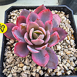 Echeveria Pink Vera金321-2 321-2