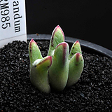 Conophytum blandum 913-C.blandum ARM985