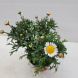 Argyranthemum frutescens 23