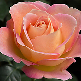 엘르 - 유럽사계장미 6치 포트묘 분홍색꽃 화단장미 묘목 조경수