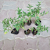 Solanum lycopersicum 6 1 2024