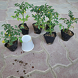 Solanum lycopersicum var. cerasiforme 6 1 2024