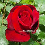 정원장미(프레지던트 L 생골)-노지월동