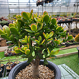 Crassula argentea f variegata 
