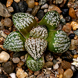 오쿠보粉色Haworthia picta(중소묘)55-108 55-108