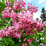 프레스토니아 라일락 미스캐나다 p9포트 꽃나무