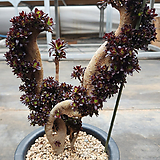Aeonium arboreum Zwartkop 