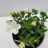 Petunia hybrida E.Vilm. 