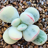 Cotyledon orbiculata cv variegated 4