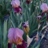 Iris × hollandica 