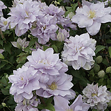 Lilac clematis .........