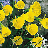 Narcissus tazetta var. chinensis ,  - ,