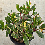 꽃피는Crassula argentea f variegata金6-147 6-147