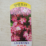 분홍말발도리 스트로베리필드 노지월동