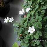 흰색 미니풍로초 10cm포트 / 분경 석부작 테라리움 소재05 / 꽃과정원이야기