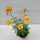 Argyranthemum frutescens 