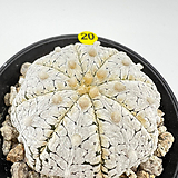 Astrophytum asterias 