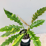 Philodendron Ring of fire golden 