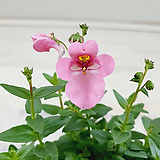 다이시아 분홍꽃