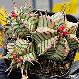 Euphorbia meloformis 0404-62