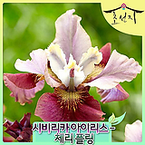 [초선지] 시베리아 아이리스 6치 붓꽃 체리플링