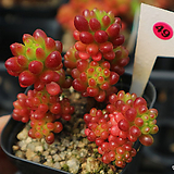 Sedum Rubrotinctum Redberry 49