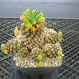 Euphorbia hypogaea 4-412