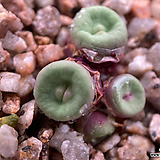 Conophytum pageae ssp-A088