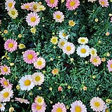 Argyranthemum frutescens 39