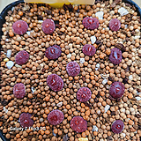 Lithops dinterops 'Boysenberry' C. 7.5