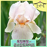 [초선지] 독일붓꽃 저먼아이리스 7치 콘스탄트와테즈