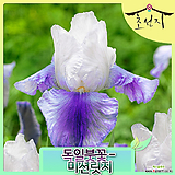 [초선지] 독일붓꽃 저먼아이리스 7치 미션리지 신품종
