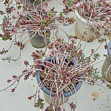 Sedum spurium Tricolor合并1花盆당 1
