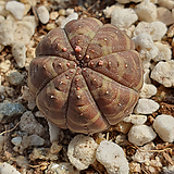 Euphorbia obesa (Baseball Plant)  0409  21