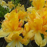 Rhododendron schlippenbachii 5  /