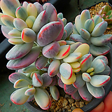 Cotyledon orbiculata cv variegated 040909