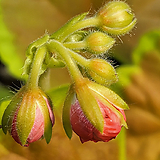 Calla palustris Zantedeschia (10