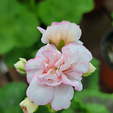 Pelargonium(Geranium) (10