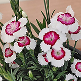 Dianthus repens Willd. 